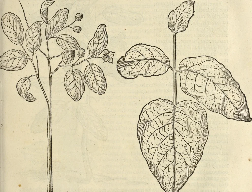 An illustration from Historia naturalis Brasiliae, : auspicio et beneficio illustriss. I. Mauritii Com. Nassau ... adornata : in qua non tantum plantæ et animalia, sed et indigenarum morbi, ingenia et mores describuntur et iconibus supra quingentas illustrantur, 1648, leaf 90