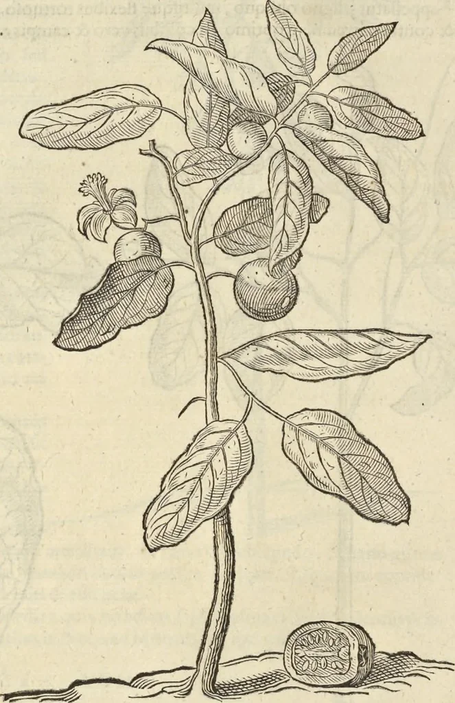 An illustration from Historia naturalis Brasiliae, : auspicio et beneficio illustriss. I. Mauritii Com. Nassau ... adornata : in qua non tantum plantæ et animalia, sed et indigenarum morbi, ingenia et mores describuntur et iconibus supra quingentas illustrantur, 1648, leaf 91
