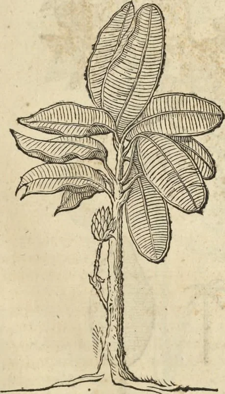 An illustration from Historia naturalis Brasiliae, : auspicio et beneficio illustriss. I. Mauritii Com. Nassau ... adornata : in qua non tantum plantæ et animalia, sed et indigenarum morbi, ingenia et mores describuntur et iconibus supra quingentas illustrantur, 1648, leaf 92