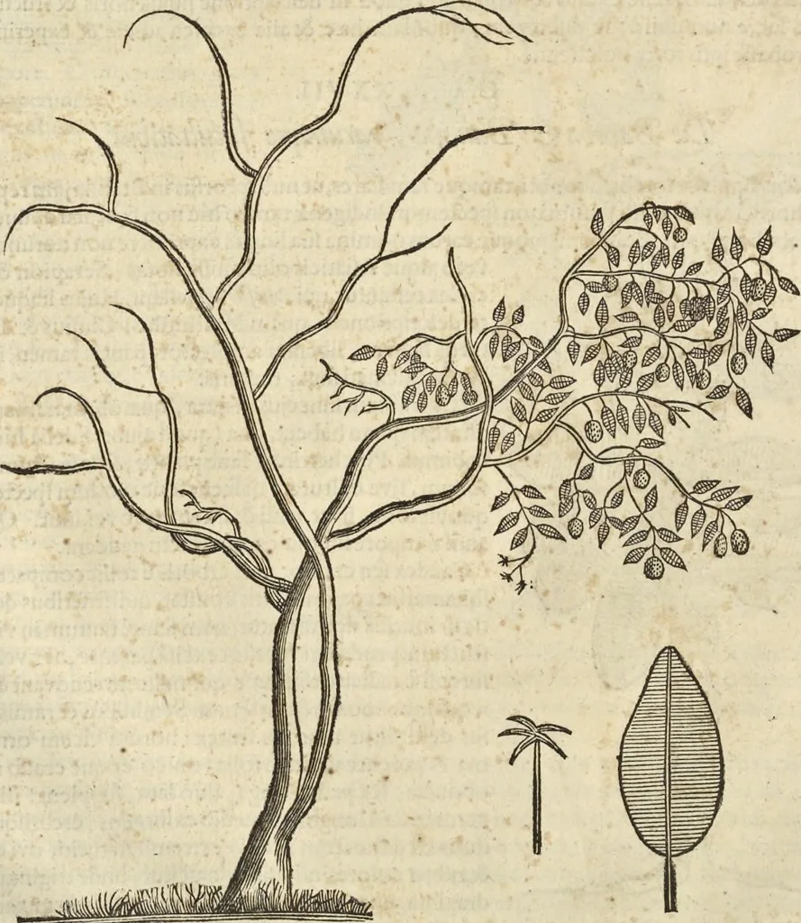An illustration from Historia naturalis Brasiliae, : auspicio et beneficio illustriss. I. Mauritii Com. Nassau ... adornata : in qua non tantum plantæ et animalia, sed et indigenarum morbi, ingenia et mores describuntur et iconibus supra quingentas illustrantur, 1648, leaf 93