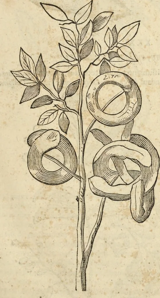 An illustration from Historia naturalis Brasiliae, : auspicio et beneficio illustriss. I. Mauritii Com. Nassau ... adornata : in qua non tantum plantæ et animalia, sed et indigenarum morbi, ingenia et mores describuntur et iconibus supra quingentas illustrantur, 1648, leaf 94