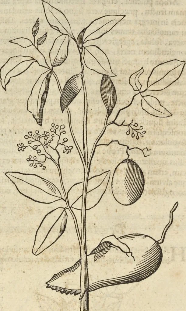An illustration from Historia naturalis Brasiliae, : auspicio et beneficio illustriss. I. Mauritii Com. Nassau ... adornata : in qua non tantum plantæ et animalia, sed et indigenarum morbi, ingenia et mores describuntur et iconibus supra quingentas illustrantur, 1648, leaf 95