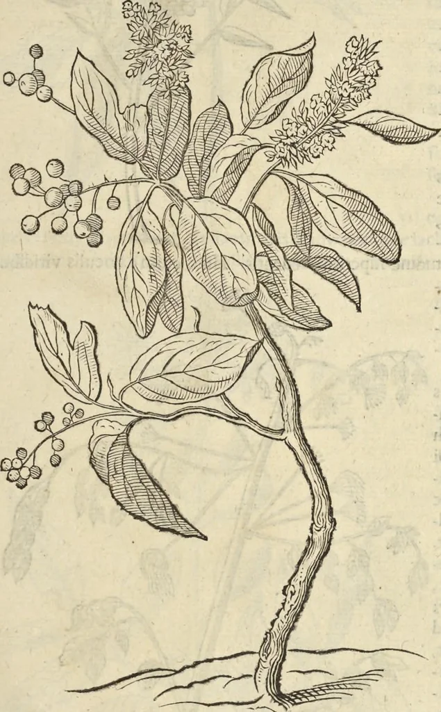 An illustration from Historia naturalis Brasiliae, : auspicio et beneficio illustriss. I. Mauritii Com. Nassau ... adornata : in qua non tantum plantæ et animalia, sed et indigenarum morbi, ingenia et mores describuntur et iconibus supra quingentas illustrantur, 1648, leaf 96