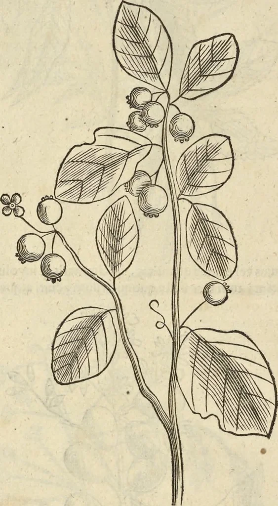 An illustration from Historia naturalis Brasiliae, : auspicio et beneficio illustriss. I. Mauritii Com. Nassau ... adornata : in qua non tantum plantæ et animalia, sed et indigenarum morbi, ingenia et mores describuntur et iconibus supra quingentas illustrantur, 1648, leaf 97