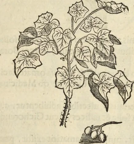 An illustration from Historia naturalis Brasiliae, : auspicio et beneficio illustriss. I. Mauritii Com. Nassau ... adornata : in qua non tantum plantæ et animalia, sed et indigenarum morbi, ingenia et mores describuntur et iconibus supra quingentas illustrantur, 1648, leaf 98