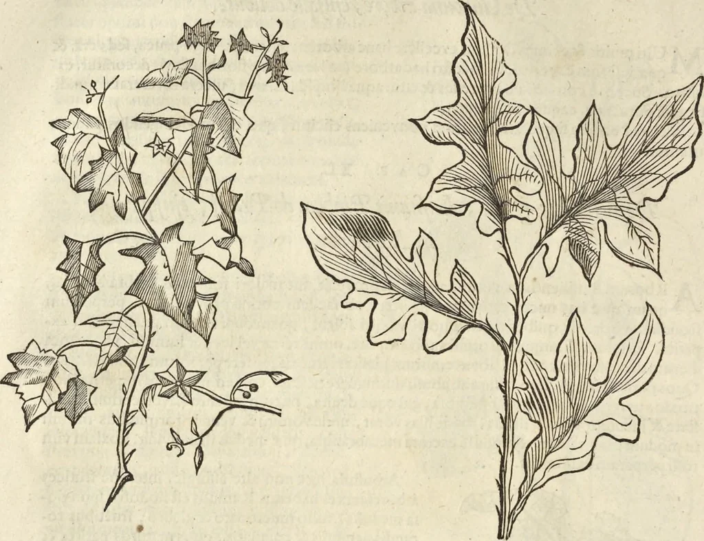 An illustration from Historia naturalis Brasiliae, : auspicio et beneficio illustriss. I. Mauritii Com. Nassau ... adornata : in qua non tantum plantæ et animalia, sed et indigenarum morbi, ingenia et mores describuntur et iconibus supra quingentas illustrantur, 1648, leaf 99