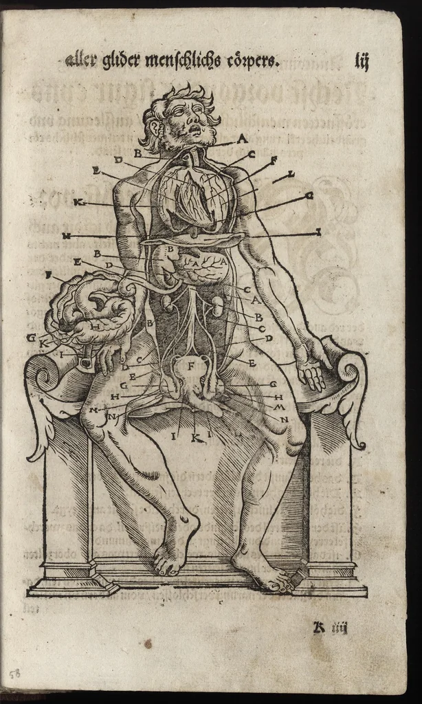 An illustration from Des aller fürtrefflichsten, höchsten vnnd adelichsten Gschöpffs aller Creaturen von Got dem Herren, Schöpffer aller Ding auff Erden, erschaffen : das ist, des Menschen (oder dein selbst) warhafftige Beschreibung, oder, Anatomi seines wunderbarlichen Vrsprungs ..., 1541, leaf 122