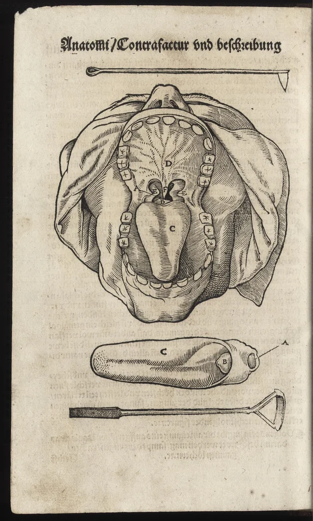 An illustration from Des aller fürtrefflichsten, höchsten vnnd adelichsten Gschöpffs aller Creaturen von Got dem Herren, Schöpffer aller Ding auff Erden, erschaffen : das ist, des Menschen (oder dein selbst) warhafftige Beschreibung, oder, Anatomi seines wunderbarlichen Vrsprungs ..., 1541, leaf 127