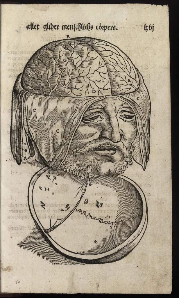 An illustration from Des aller fürtrefflichsten, höchsten vnnd adelichsten Gschöpffs aller Creaturen von Got dem Herren, Schöpffer aller Ding auff Erden, erschaffen : das ist, des Menschen (oder dein selbst) warhafftige Beschreibung, oder, Anatomi seines wunderbarlichen Vrsprungs ..., 1541, leaf 150