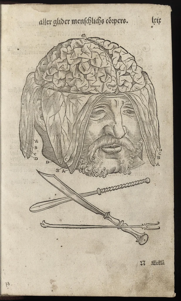An illustration from Des aller fürtrefflichsten, höchsten vnnd adelichsten Gschöpffs aller Creaturen von Got dem Herren, Schöpffer aller Ding auff Erden, erschaffen : das ist, des Menschen (oder dein selbst) warhafftige Beschreibung, oder, Anatomi seines wunderbarlichen Vrsprungs ..., 1541, leaf 152