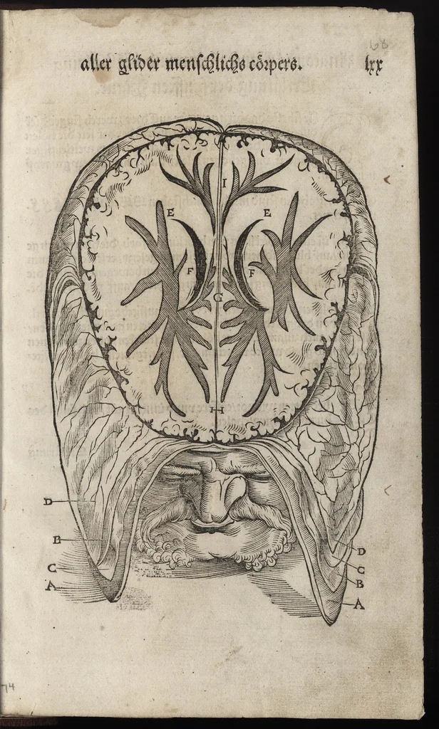 An illustration from Des aller fürtrefflichsten, höchsten vnnd adelichsten Gschöpffs aller Creaturen von Got dem Herren, Schöpffer aller Ding auff Erden, erschaffen : das ist, des Menschen (oder dein selbst) warhafftige Beschreibung, oder, Anatomi seines wunderbarlichen Vrsprungs ..., 1541, leaf 154