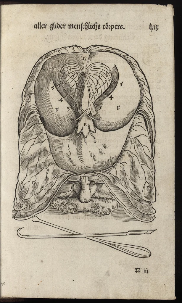 An illustration from Des aller fürtrefflichsten, höchsten vnnd adelichsten Gschöpffs aller Creaturen von Got dem Herren, Schöpffer aller Ding auff Erden, erschaffen : das ist, des Menschen (oder dein selbst) warhafftige Beschreibung, oder, Anatomi seines wunderbarlichen Vrsprungs ..., 1541, leaf 156