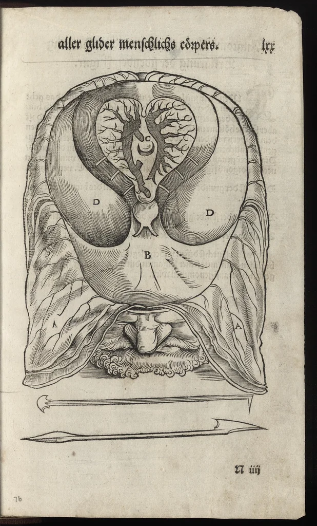 An illustration from Des aller fürtrefflichsten, höchsten vnnd adelichsten Gschöpffs aller Creaturen von Got dem Herren, Schöpffer aller Ding auff Erden, erschaffen : das ist, des Menschen (oder dein selbst) warhafftige Beschreibung, oder, Anatomi seines wunderbarlichen Vrsprungs ..., 1541, leaf 158