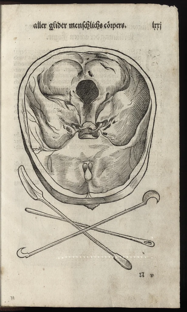 An illustration from Des aller fürtrefflichsten, höchsten vnnd adelichsten Gschöpffs aller Creaturen von Got dem Herren, Schöpffer aller Ding auff Erden, erschaffen : das ist, des Menschen (oder dein selbst) warhafftige Beschreibung, oder, Anatomi seines wunderbarlichen Vrsprungs ..., 1541, leaf 160