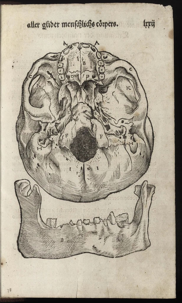 An illustration from Des aller fürtrefflichsten, höchsten vnnd adelichsten Gschöpffs aller Creaturen von Got dem Herren, Schöpffer aller Ding auff Erden, erschaffen : das ist, des Menschen (oder dein selbst) warhafftige Beschreibung, oder, Anatomi seines wunderbarlichen Vrsprungs ..., 1541, leaf 162