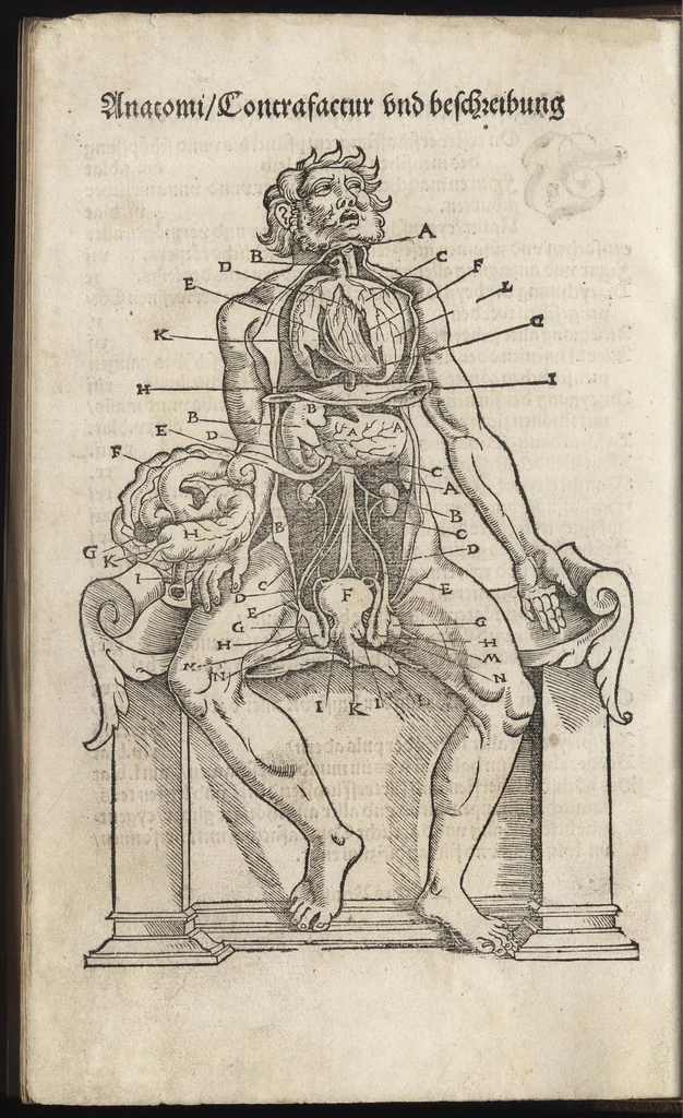 An illustration from Des aller fürtrefflichsten, höchsten vnnd adelichsten Gschöpffs aller Creaturen von Got dem Herren, Schöpffer aller Ding auff Erden, erschaffen : das ist, des Menschen (oder dein selbst) warhafftige Beschreibung, oder, Anatomi seines wunderbarlichen Vrsprungs ..., 1541, leaf 17