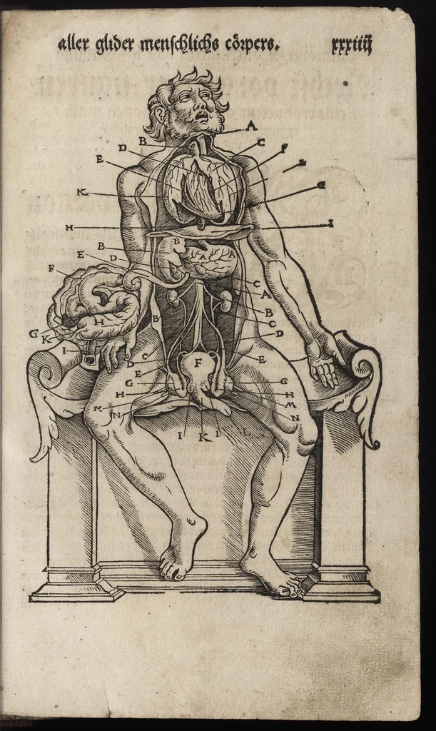 An illustration from Des aller fürtrefflichsten, höchsten vnnd adelichsten Gschöpffs aller Creaturen von Got dem Herren, Schöpffer aller Ding auff Erden, erschaffen : das ist, des Menschen (oder dein selbst) warhafftige Beschreibung, oder, Anatomi seines wunderbarlichen Vrsprungs ..., 1541, leaf 86