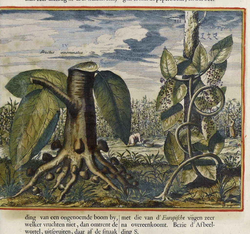 An illustration from Toonneel van China, door veel, zo geestelijke als weereltlijke geheugteekenen, verscheide vertoningen van de natuur en kunst, en blijken van veel andere gedenkwaerdige dingen, geopent en verheerlykt : nieuwelijks door d'E. Vader Athanasius Kircherus ... in't Latyn beschreven, en van J. H. Glazemaker vertaalt ; met een groot getal van kunstige kopere platen verçiert, 1668, leaf 298