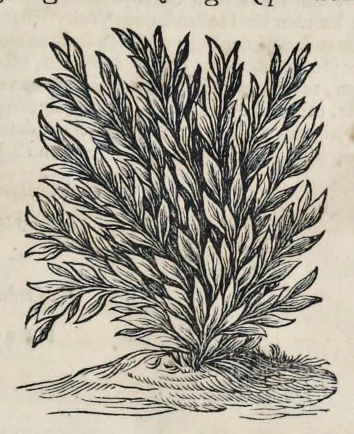 An illustration from Toonneel van China, door veel, zo geestelijke als weereltlijke geheugteekenen, verscheide vertoningen van de natuur en kunst, en blijken van veel andere gedenkwaerdige dingen, geopent en verheerlykt : nieuwelijks door d'E. Vader Athanasius Kircherus ... in't Latyn beschreven, en van J. H. Glazemaker vertaalt ; met een groot getal van kunstige kopere platen verçiert, 1668, leaf 8