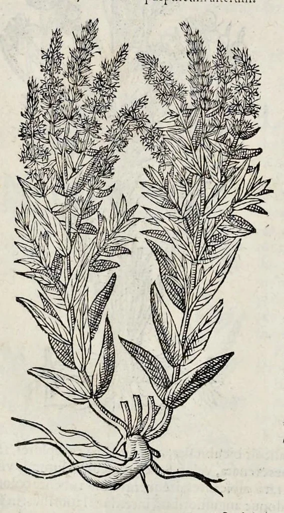 An illustration from Stirpium historiae pemptades sex sive libri XXX, 1583, leaf 109