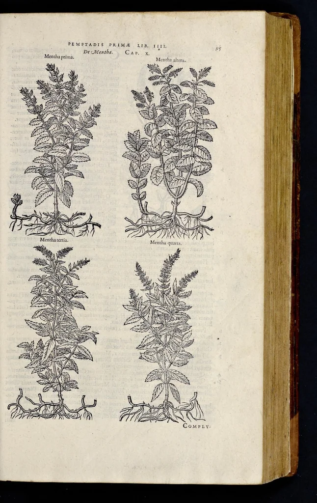 An illustration from Stirpium historiae pemptades sex sive libri XXX, 1583, leaf 118