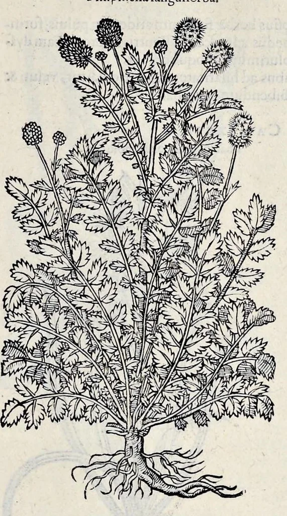 An illustration from Stirpium historiae pemptades sex sive libri XXX, 1583, leaf 128