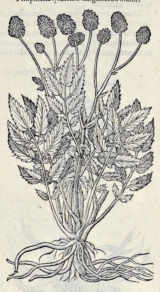 An illustration from Stirpium historiae pemptades sex sive libri XXX, 1583, leaf 128