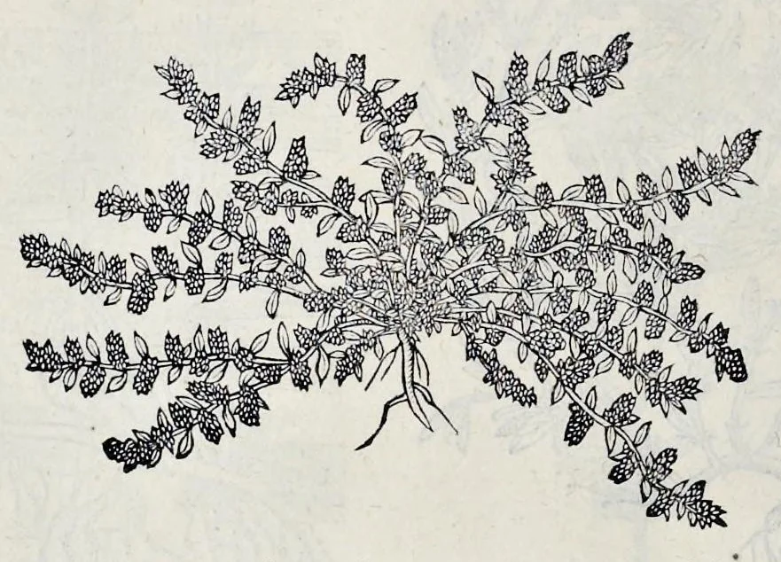 An illustration from Stirpium historiae pemptades sex sive libri XXX, 1583, leaf 137