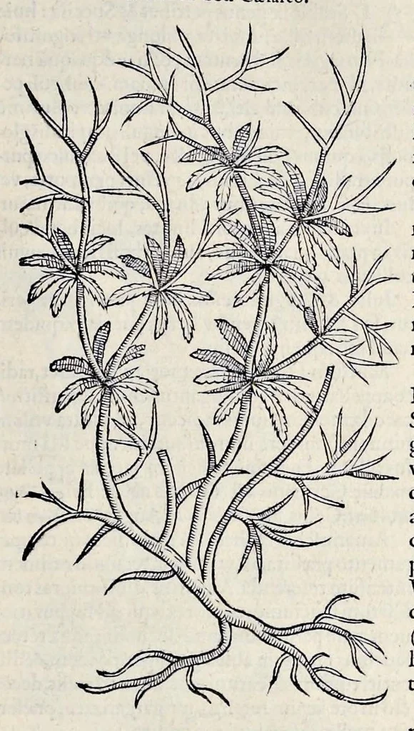 An illustration from Stirpium historiae pemptades sex sive libri XXX, 1583, leaf 146