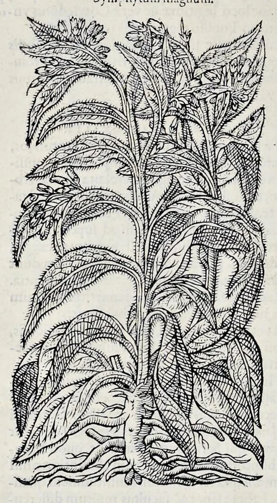 An illustration from Stirpium historiae pemptades sex sive libri XXX, 1583, leaf 157