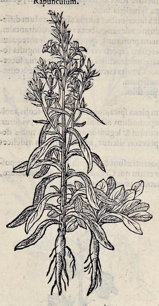 An illustration from Stirpium historiae pemptades sex sive libri XXX, 1583, leaf 188
