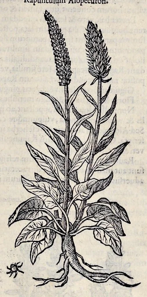 An illustration from Stirpium historiae pemptades sex sive libri XXX, 1583, leaf 188