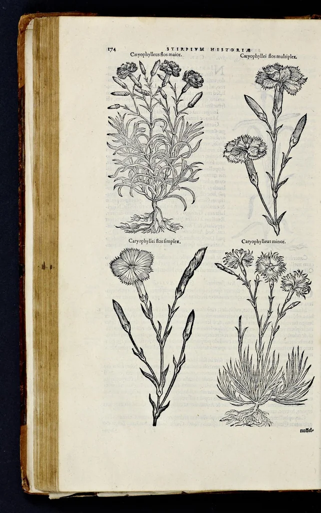 An illustration from Stirpium historiae pemptades sex sive libri XXX, 1583, leaf 197