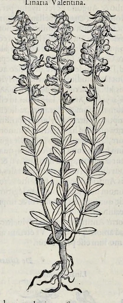 An illustration from Stirpium historiae pemptades sex sive libri XXX, 1583, leaf 207