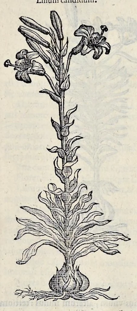 An illustration from Stirpium historiae pemptades sex sive libri XXX, 1583, leaf 220