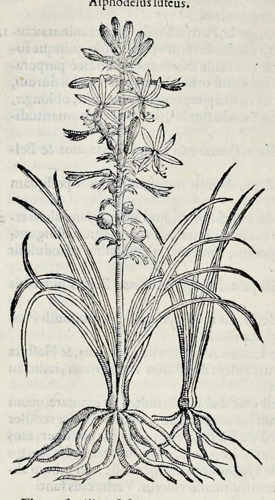 An illustration from Stirpium historiae pemptades sex sive libri XXX, 1583, leaf 231