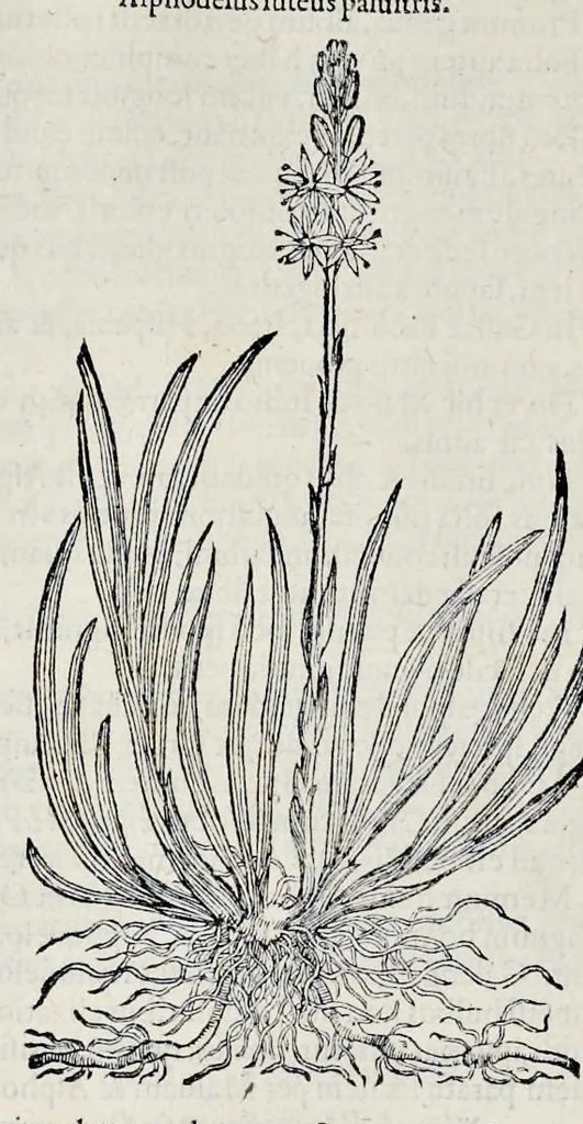 An illustration from Stirpium historiae pemptades sex sive libri XXX, 1583, leaf 231