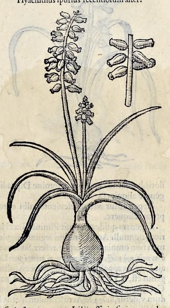 An illustration from Stirpium historiae pemptades sex sive libri XXX, 1583, leaf 240