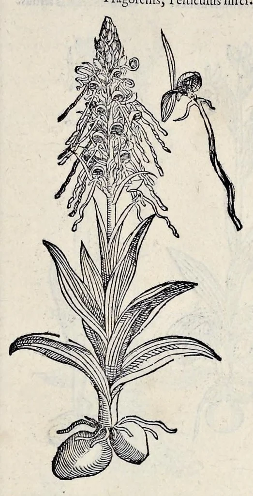 An illustration from Stirpium historiae pemptades sex sive libri XXX, 1583, leaf 260