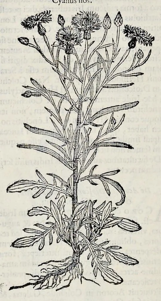 An illustration from Stirpium historiae pemptades sex sive libri XXX, 1583, leaf 271