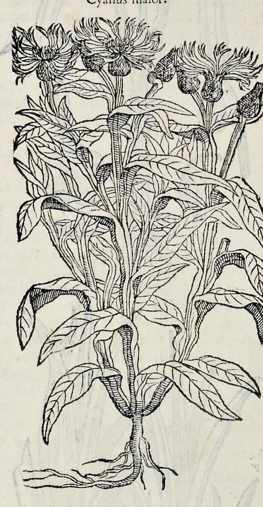 An illustration from Stirpium historiae pemptades sex sive libri XXX, 1583, leaf 271