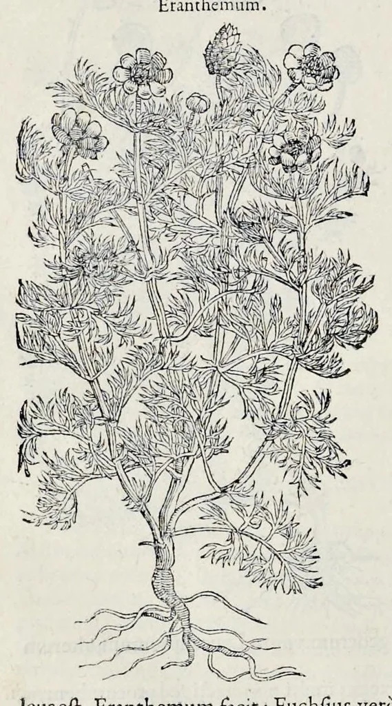An illustration from Stirpium historiae pemptades sex sive libri XXX, 1583, leaf 281