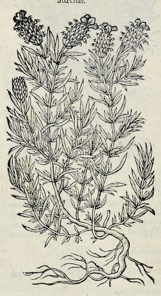 An illustration from Stirpium historiae pemptades sex sive libri XXX, 1583, leaf 295