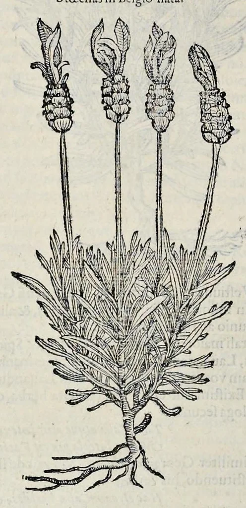 An illustration from Stirpium historiae pemptades sex sive libri XXX, 1583, leaf 295