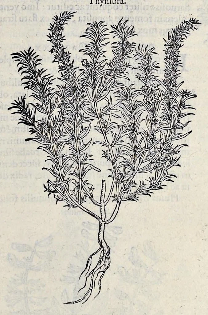 An illustration from Stirpium historiae pemptades sex sive libri XXX, 1583, leaf 308