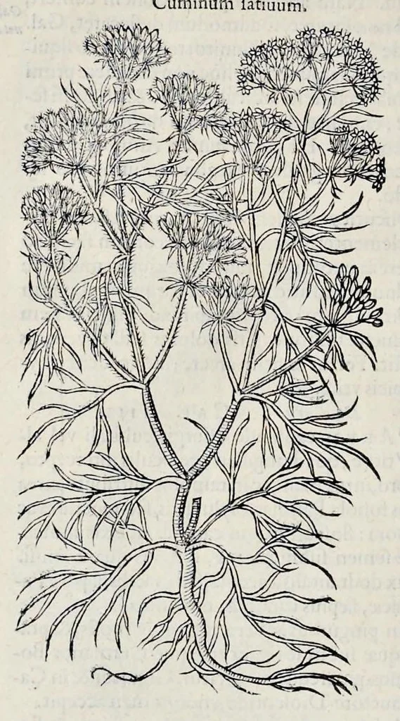 An illustration from Stirpium historiae pemptades sex sive libri XXX, 1583, leaf 319