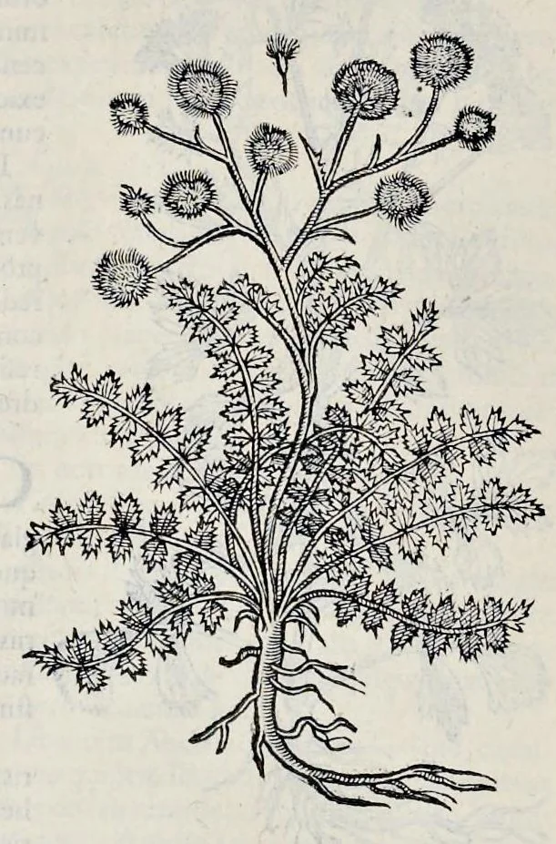 An illustration from Stirpium historiae pemptades sex sive libri XXX, 1583, leaf 319