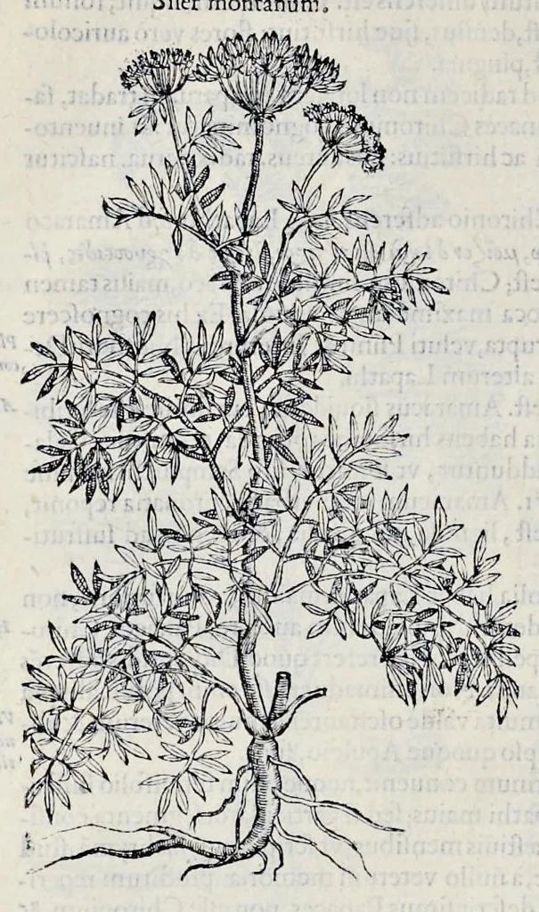 An illustration from Stirpium historiae pemptades sex sive libri XXX, 1583, leaf 329
