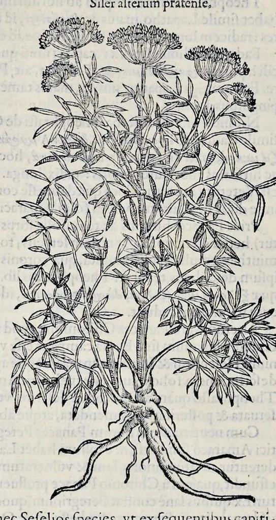 An illustration from Stirpium historiae pemptades sex sive libri XXX, 1583, leaf 329