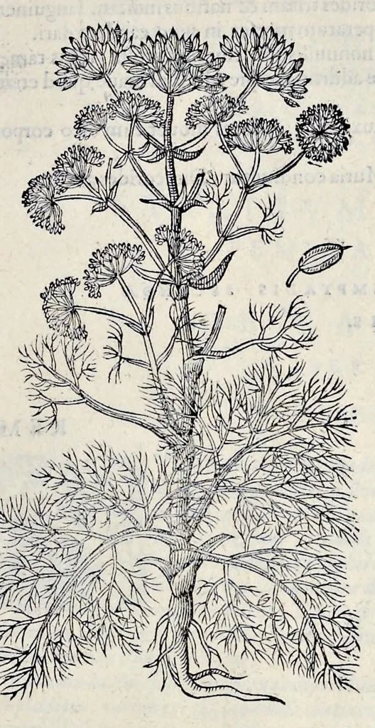 An illustration from Stirpium historiae pemptades sex sive libri XXX, 1583, leaf 340